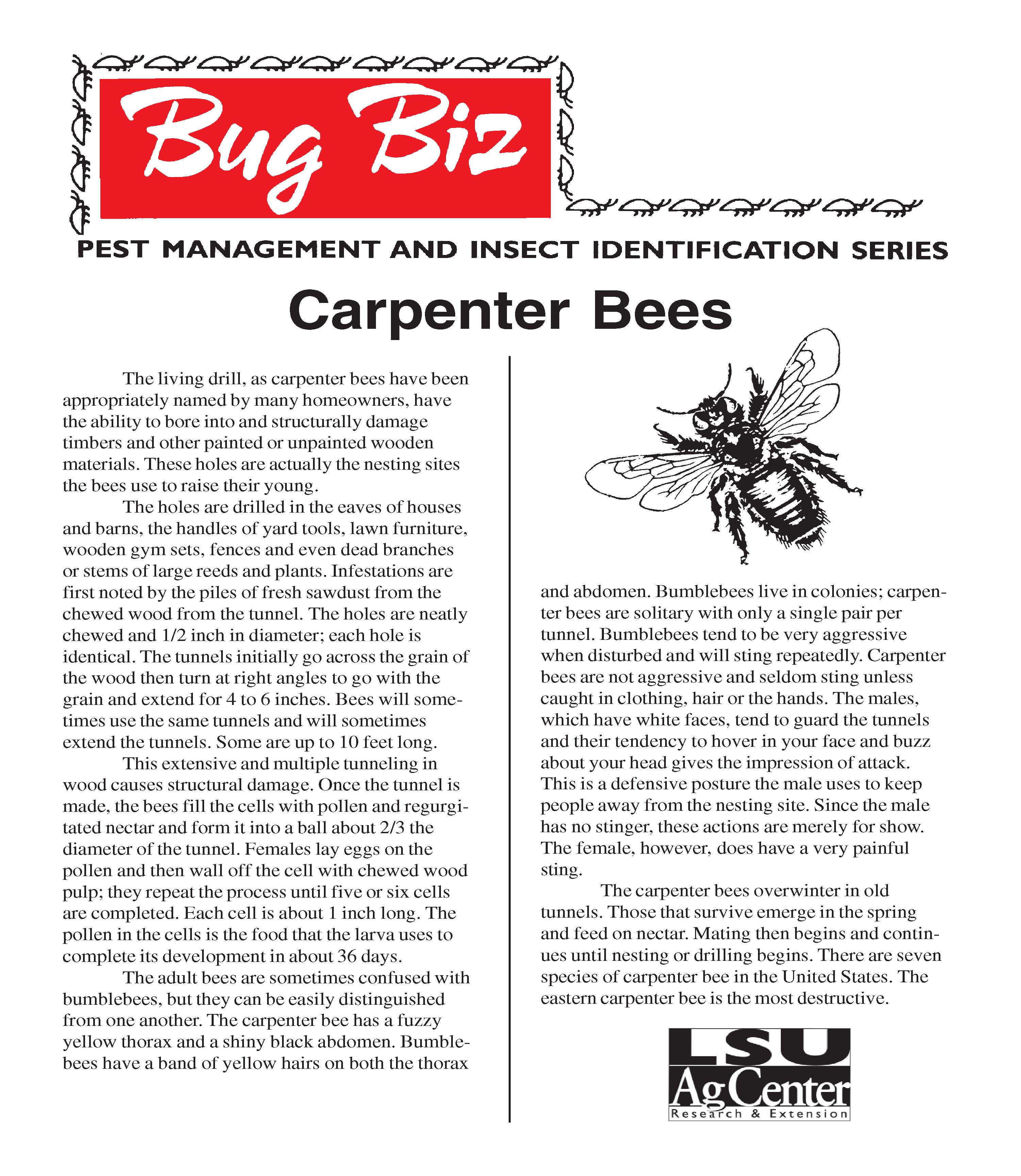 Bug Biz:  Carpenter Bees