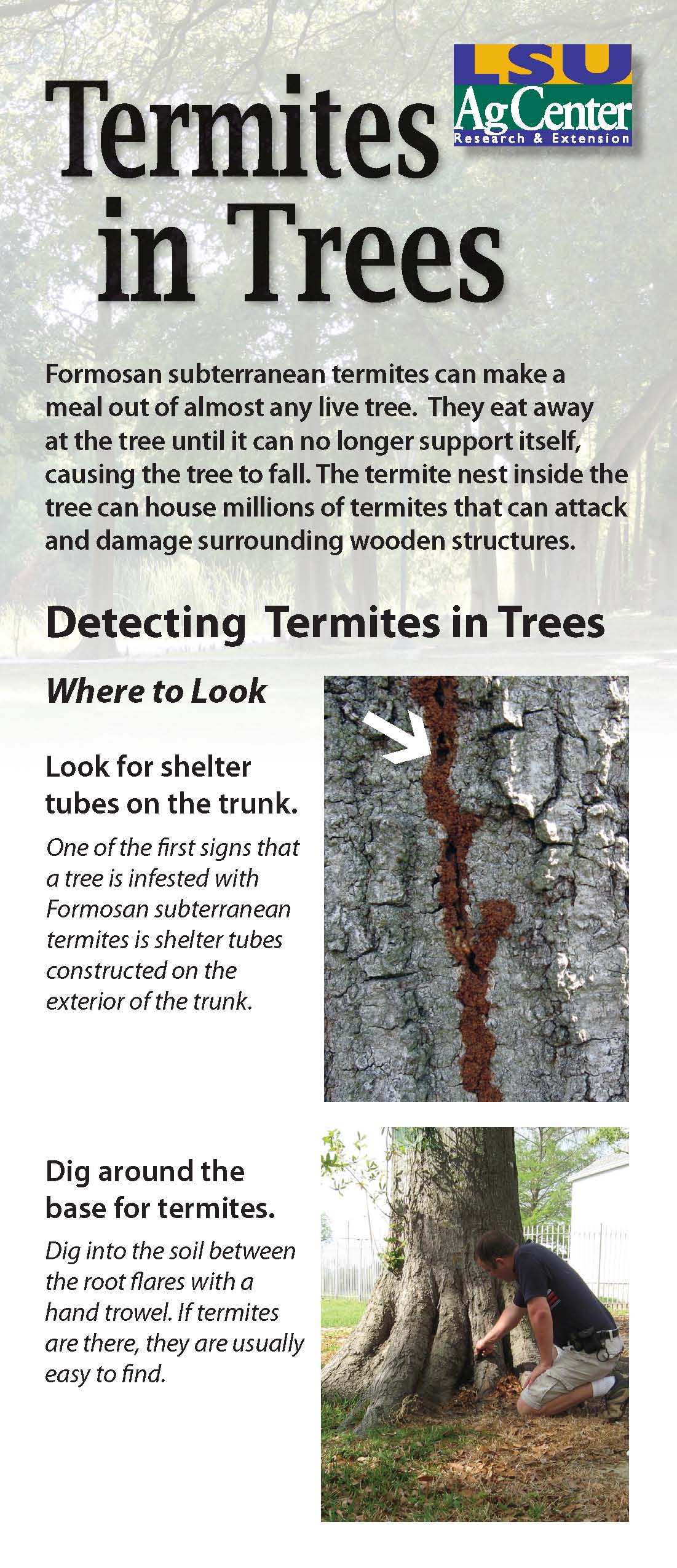 Termites in Trees