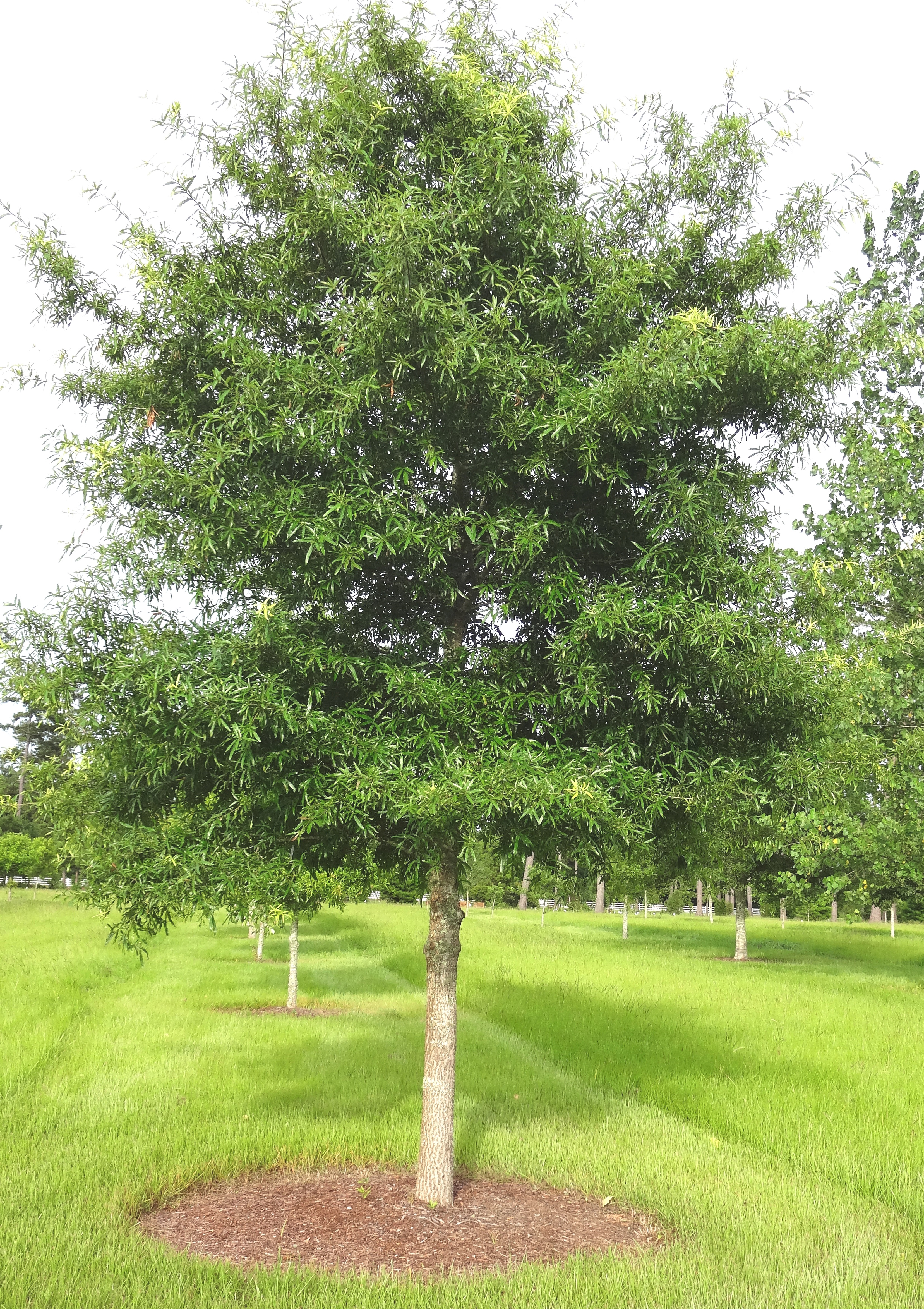 Willow oak is fall 2013 Louisiana Super Plant