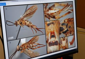 Newly identified wasp named after Joe Burrow