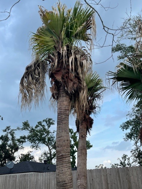Roots, Shoots, Fruits & Flowers: Dying Pine Trees, Yellowing Crape Myrtles, Chinese Parasol Tree, and Ailing Palm Tree 