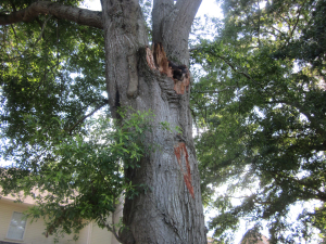 Working in the Landscape: Water Oak Warning