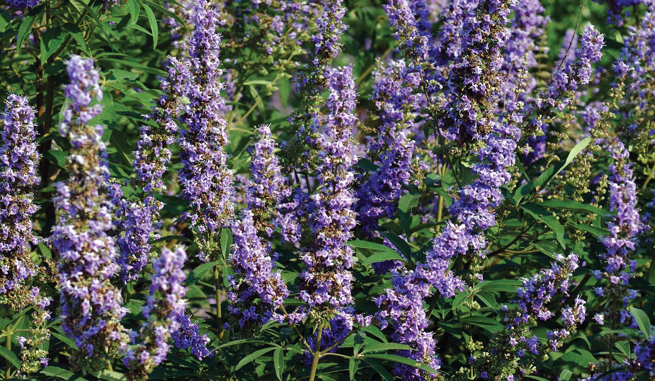 Screening Bedding Plants for Heat Stress Tolerance