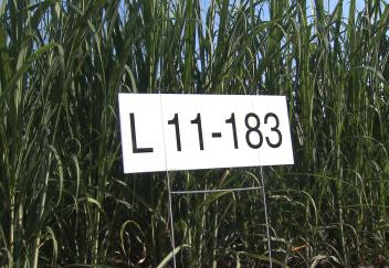 New sugarcane variety released in Louisiana