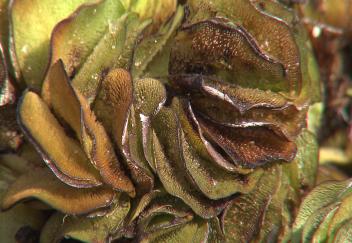 Researchers use weevils to control salvinia 