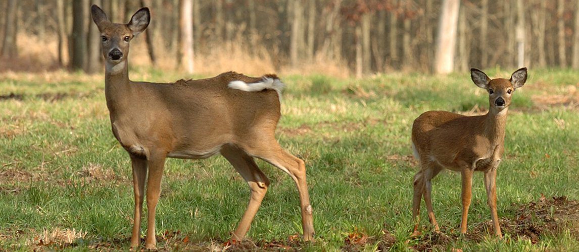 Deer-at-Idlewildjpg