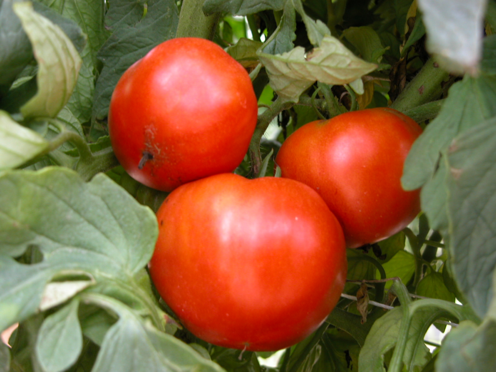 tomato-plant-with-tomatoesJPG