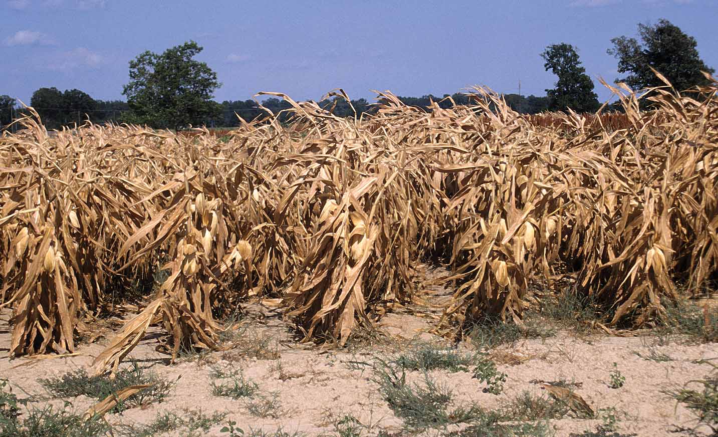 Borers Galore: Emerging Pest in Louisiana Corn, Grain Sorghum and Rice