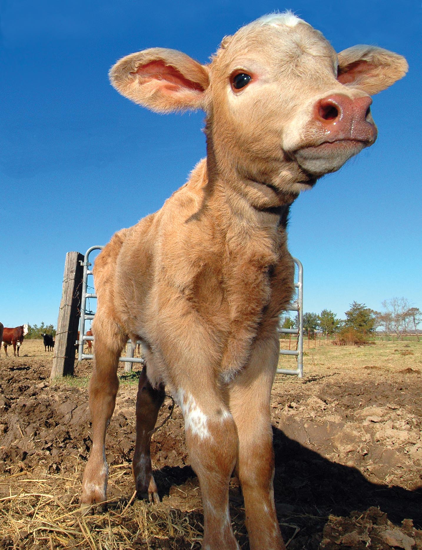 Calf to Carcass Program makes Louisiana cattle production more profitable