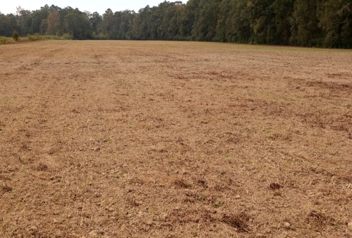 Dry weather hampering forage growth for cattle