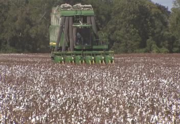 Row crop yields expected to be lower