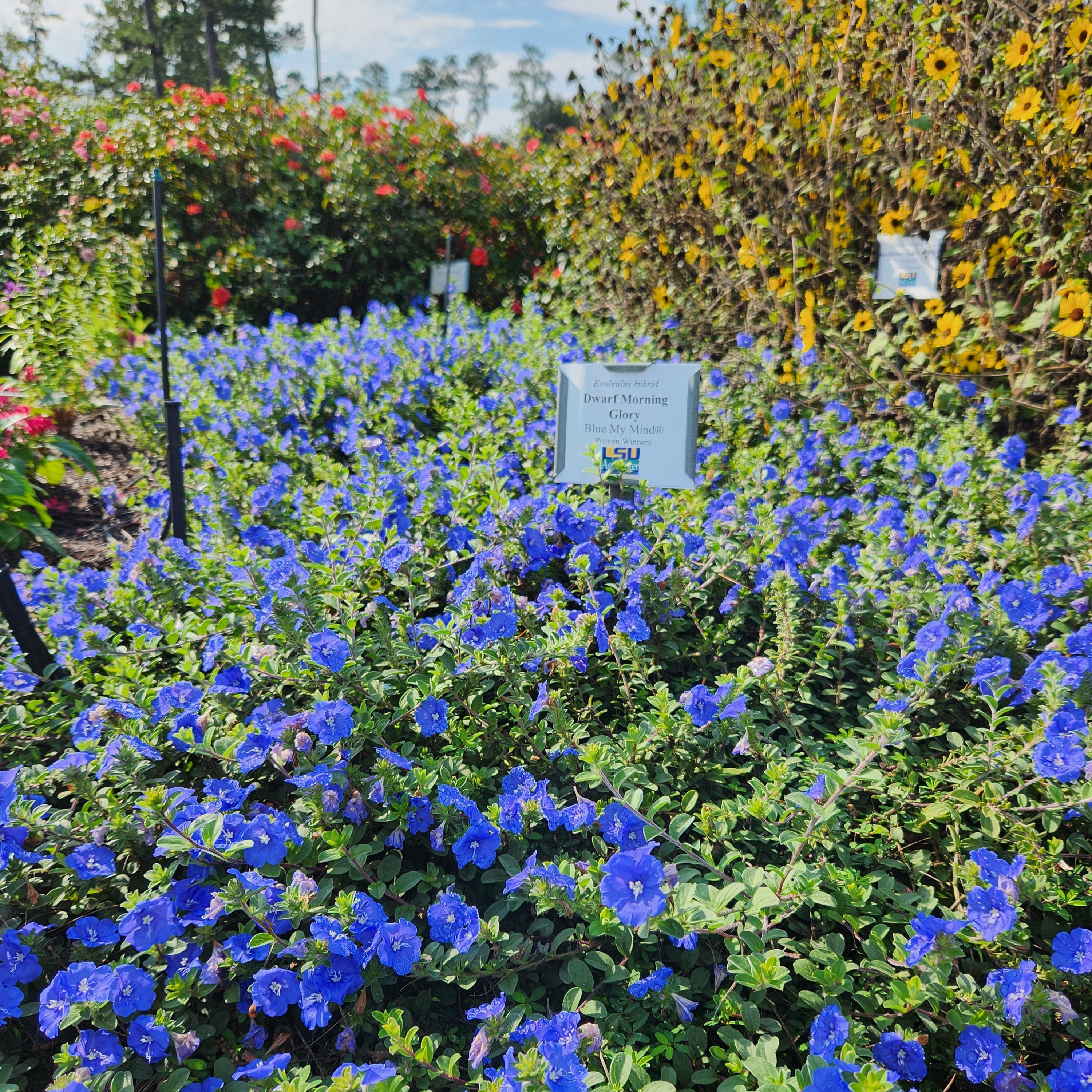 Dwarf Morning Glory Brings Long-lasting Blue Color to the Garden