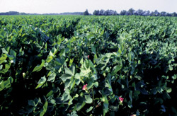 Poultry Litter Increases Cotton Yields