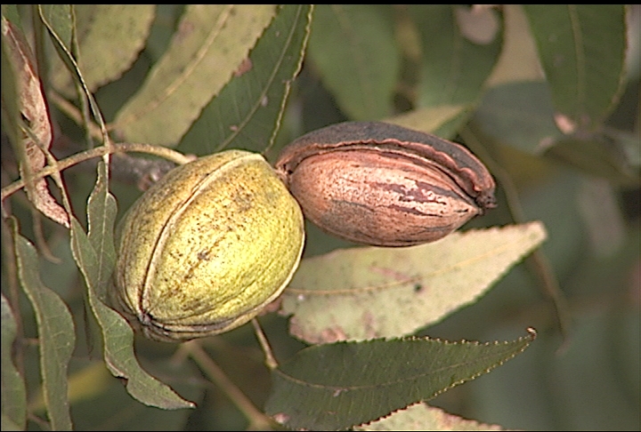 Dry weather delayed pecan harvest