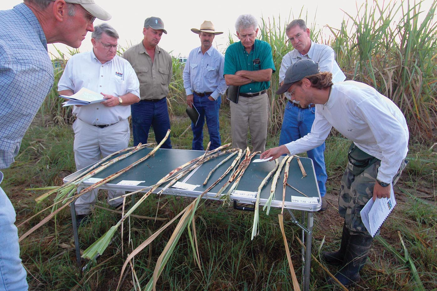 Mexican rice borer more dangerous to La. sugarcane than rice