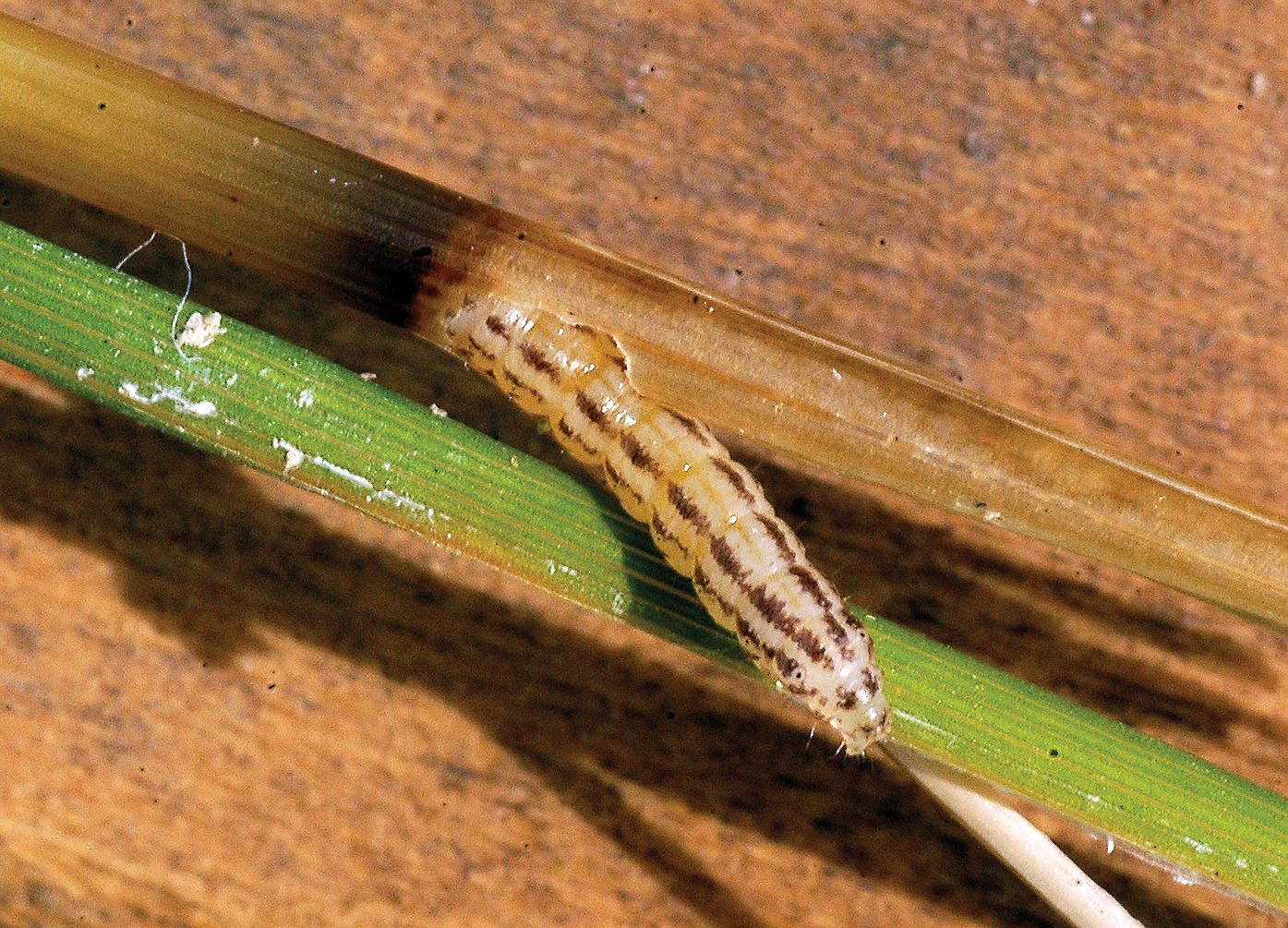 Mexican rice borers