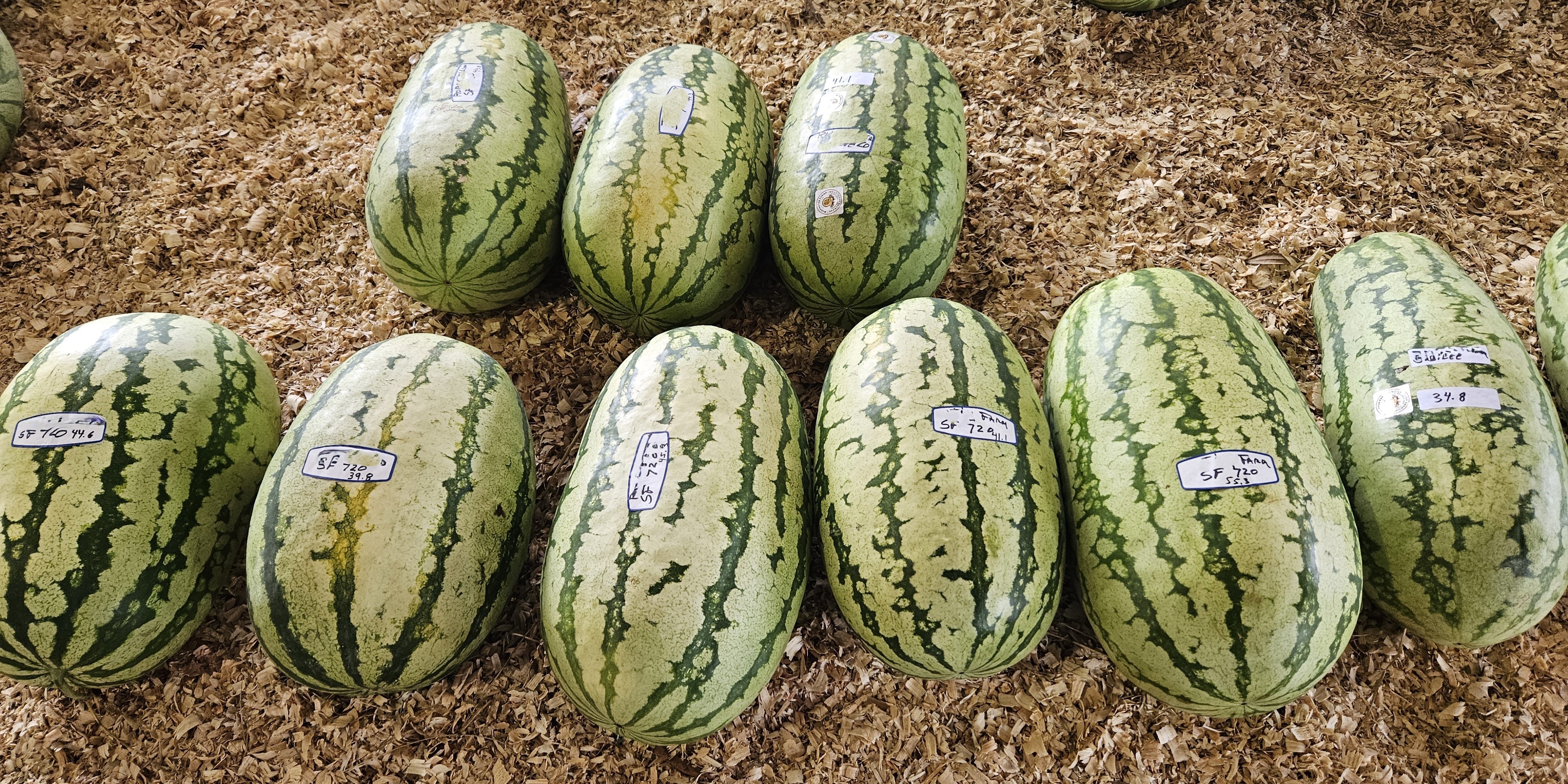 LSU AgCenter Will Hold 2026 Watermelon Grower Education Meeting 
