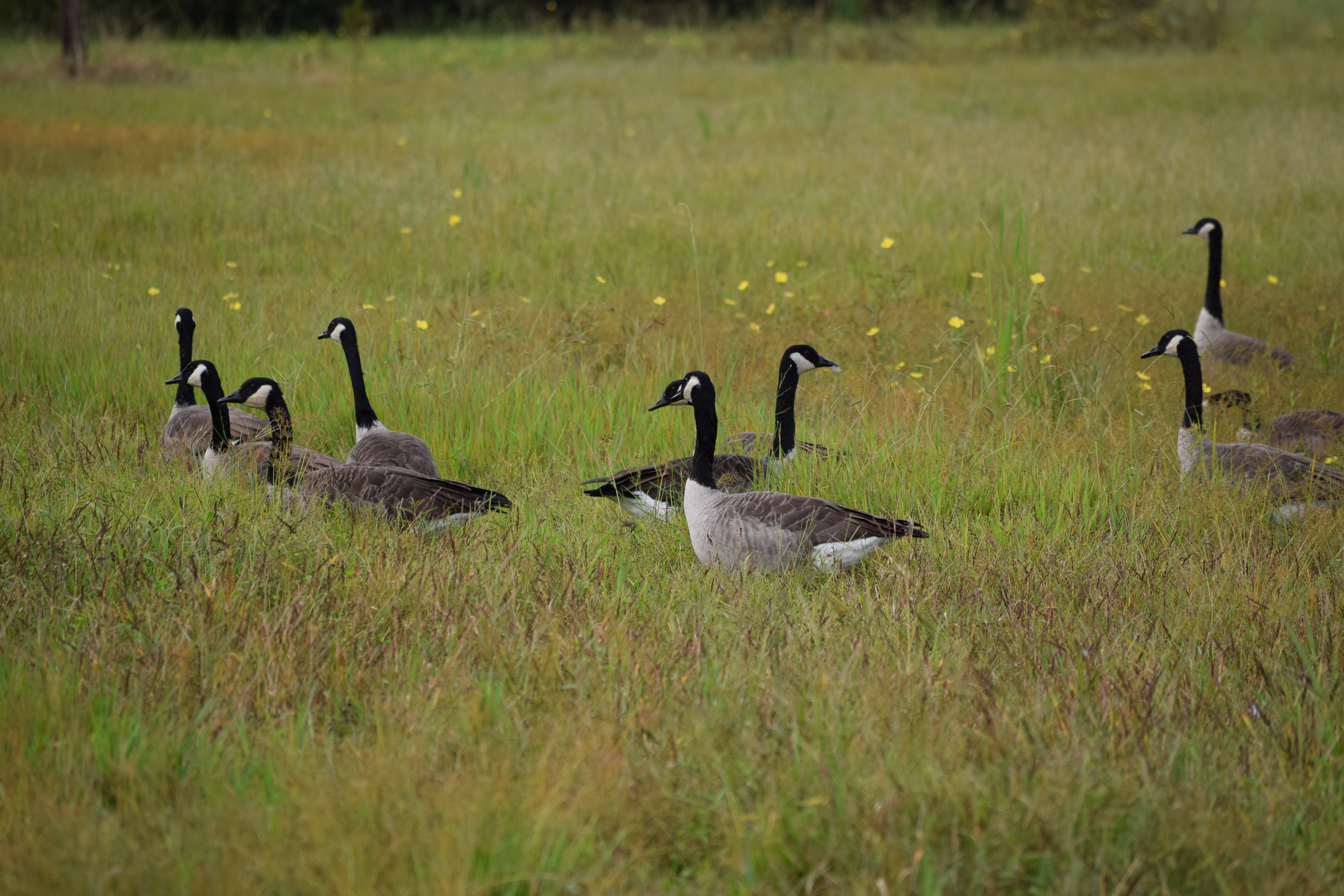 DSC_0403.JPG thumbnail