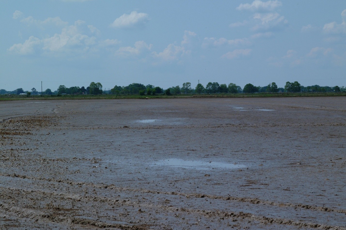 Rice: Prominent Broadleaf Weeds We’re Finding This Week In Cameron Verification Field