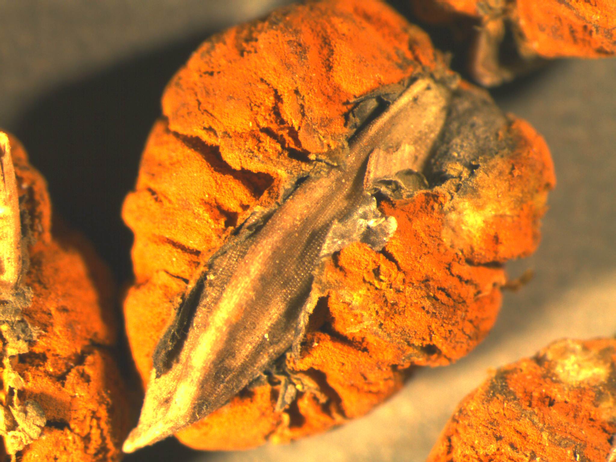 close up of rice grain with False Smut