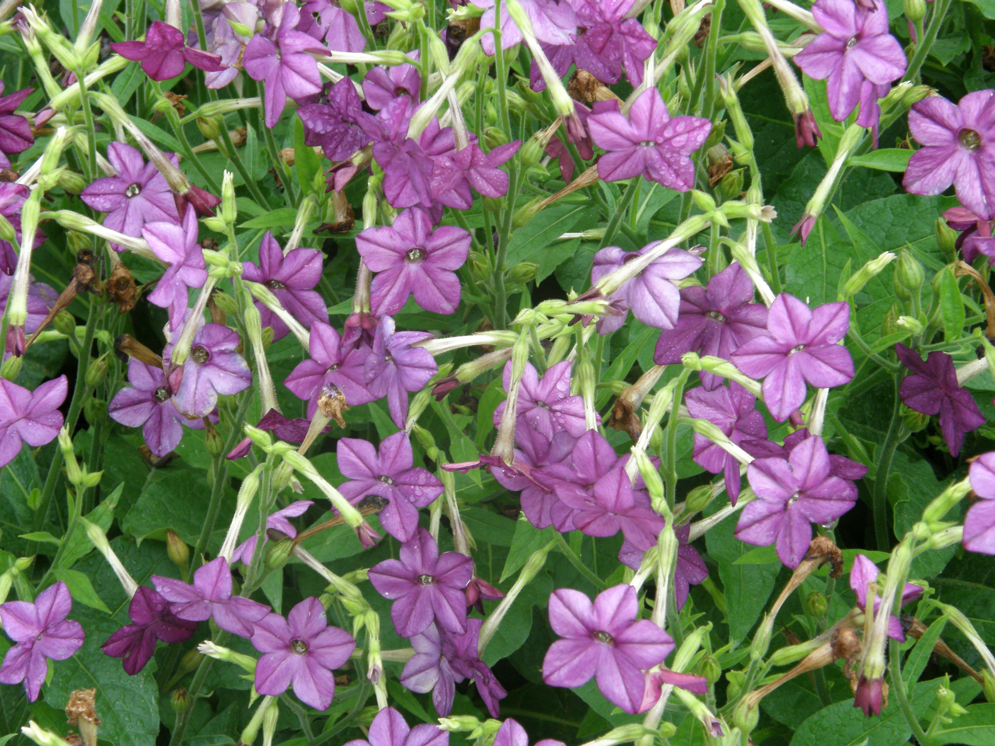 Perfume Nicotiana