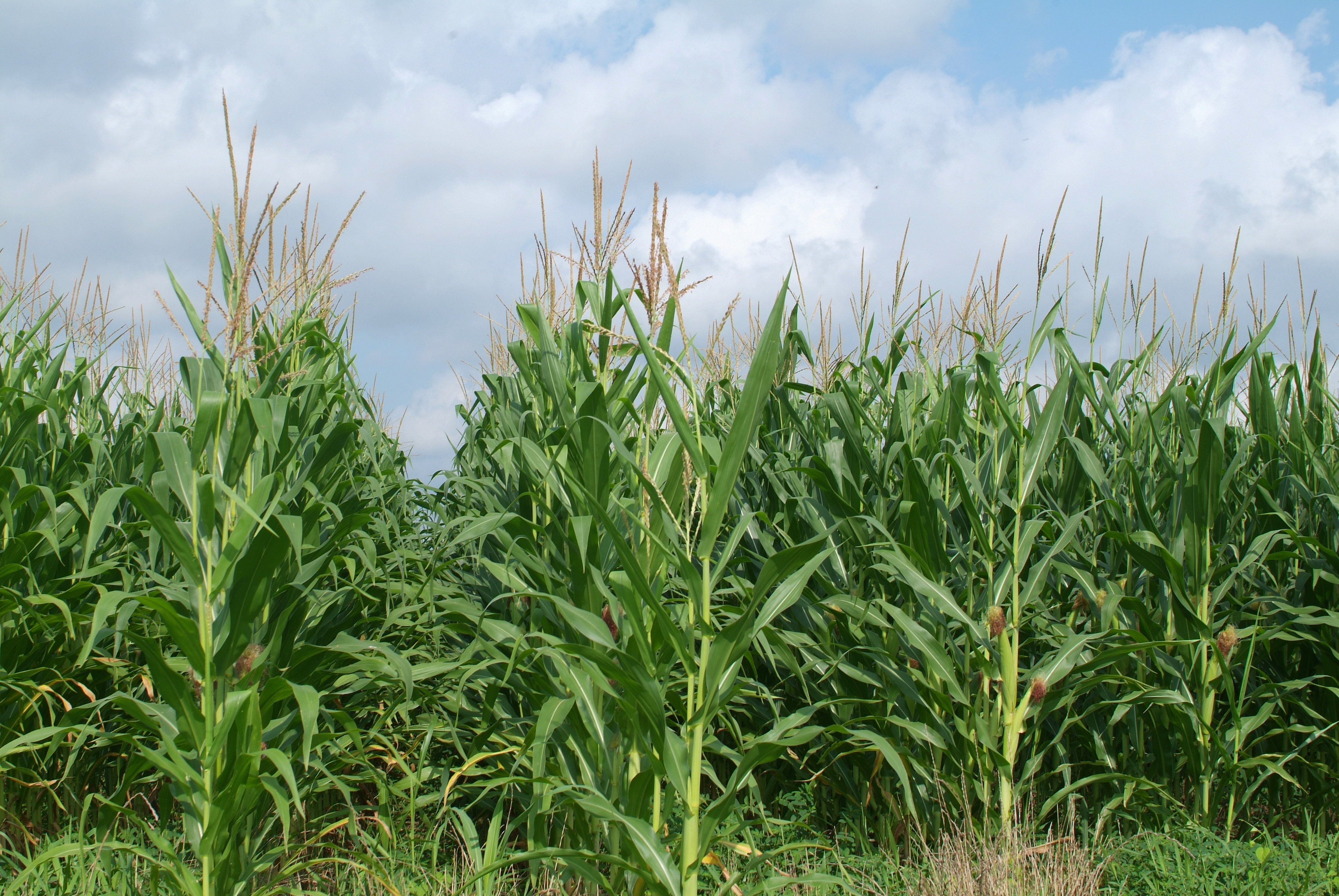Crops field day set for July 14 in Alexandria 