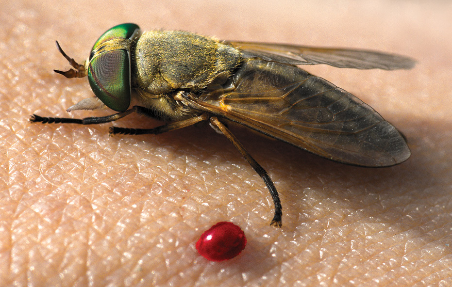 Greenhead Horse Fly as a Bioindicator of Marsh Health after the 2010 Oil Spill