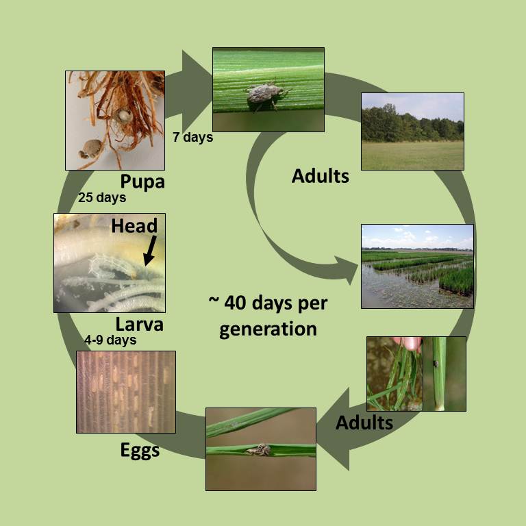 Rice Water Weevil Life Cycle