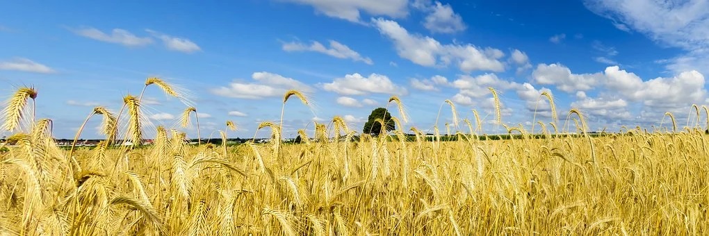 Wheat & Oat