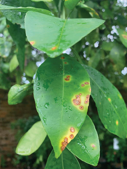 A closeup of a cluster of bright green grapefruit tree leaves with brown and yellow canker lesion spots grouped all along the right edge of the leaf in focus.