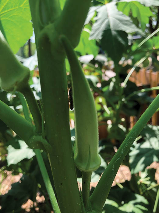 Bright green okra pods growing vertically along the thick stalk of the okra plant in a garden of other bright green okra plants with their large leaves in the background.