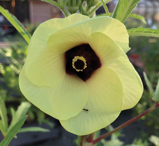 A pale yellow okra blossom with a dark redish brown center and a sinlge black ant on the center of the face of the lowest petal. The blossom is on the plant and surrounded by thin green leaves.
