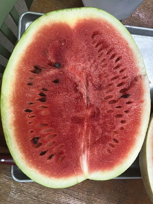 Photo of the inside of a watermelon sitting on a table and cut in half to show the light green rind surrounding the vivid red inside with rows of black seeds. 