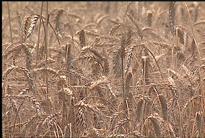 Wheat acreage up across Louisiana