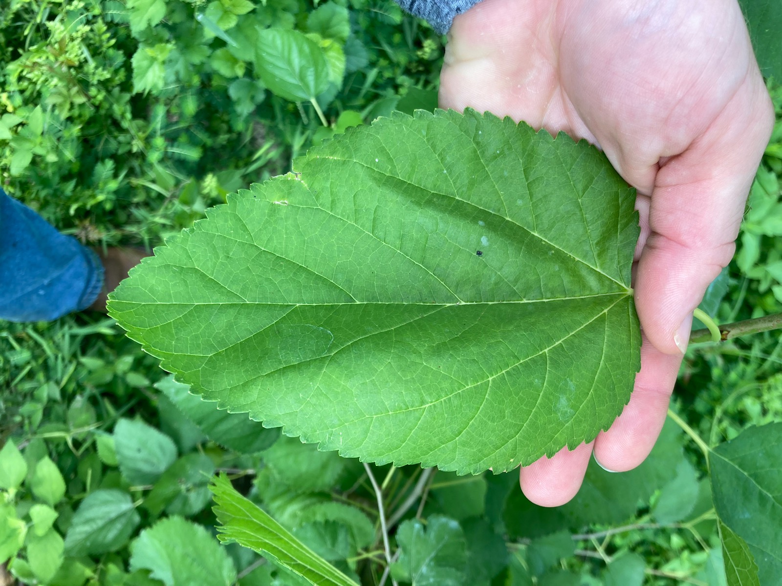 Roots, Shoots, Fruits & Flowers: Elderberry, Crabgrass Control, Mulberry ID & “Ear” Fungus