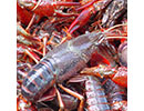 crawfishjpg