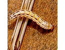 Mx-rice-borer-fig1jpgjpg