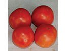 tomato-FieldDayjpg
