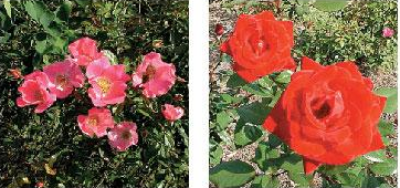 Burden Center's All-American Rose Selections Display Garden