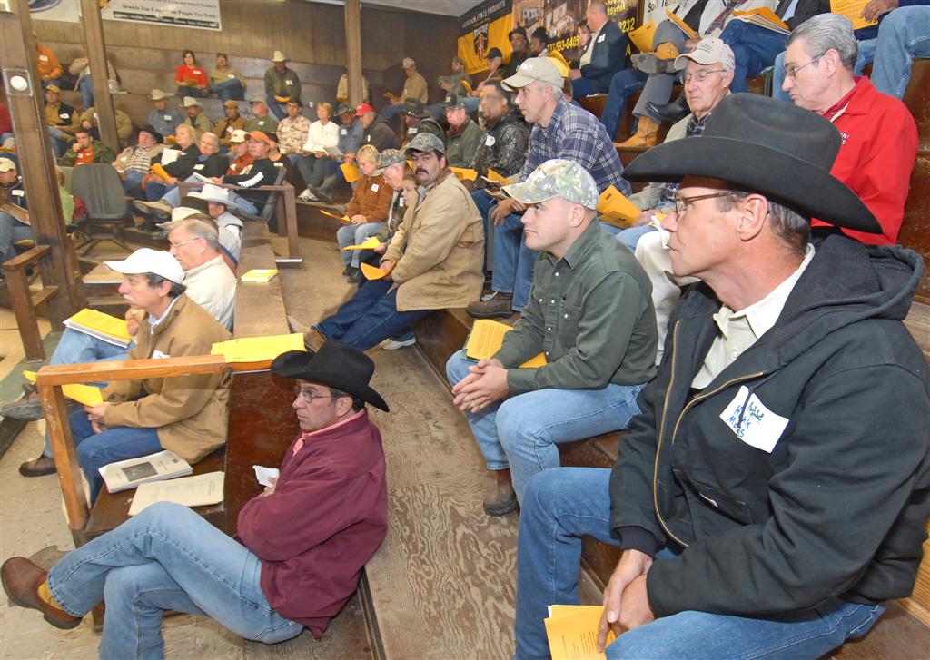 Bull testing prevents disasters in cattle business