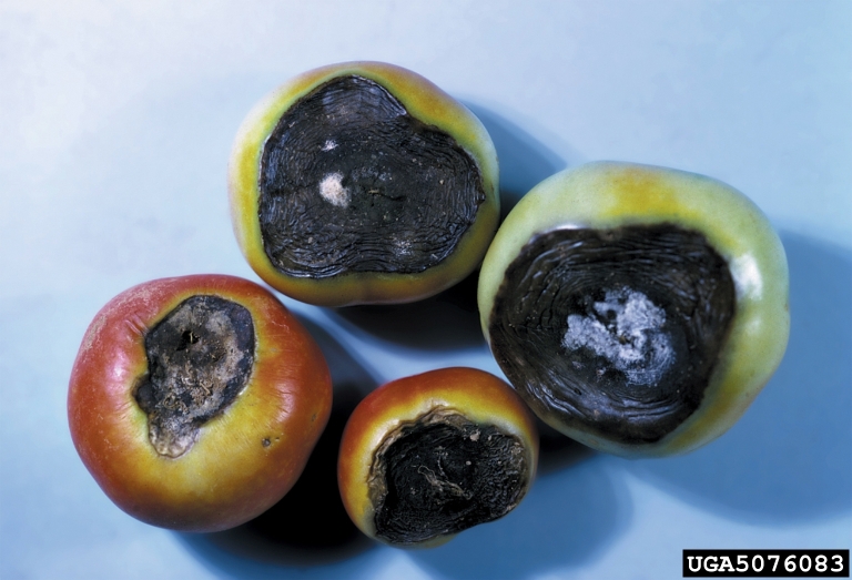 Here are Some More Tomato Tips