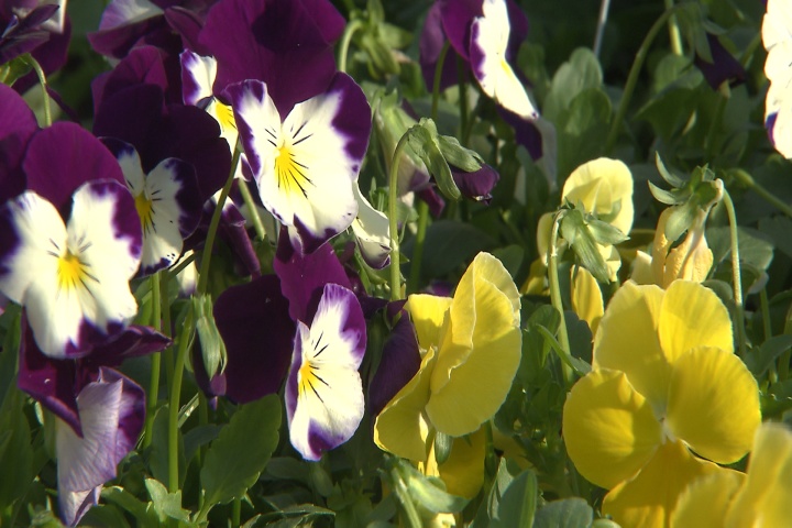 Tough Cool Wave pansies grow fast