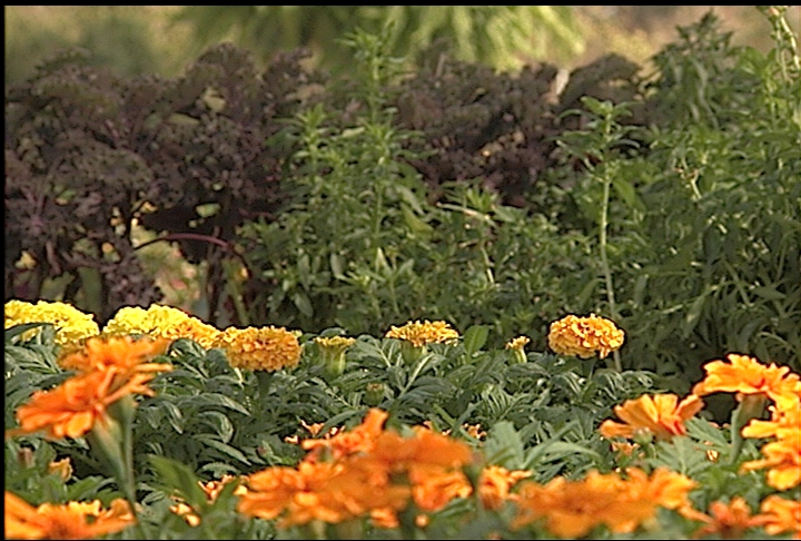 Use caution when planting during transitional time