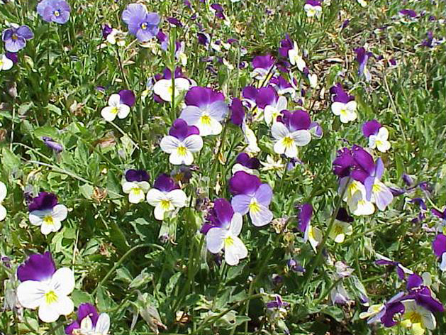 Photo Galleries: Violas