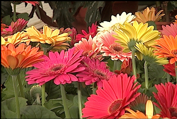Vibrant gerbera daisies brighten dreary days