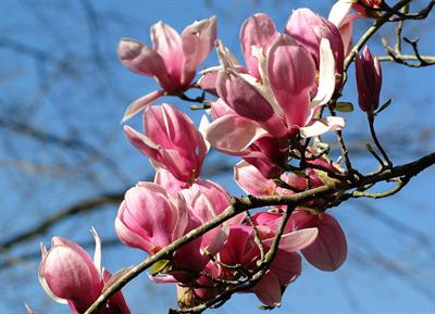 Star Magnolia tree