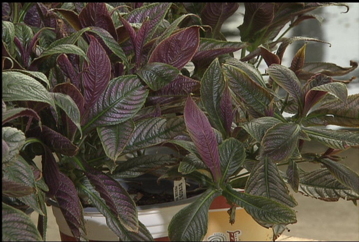 Persian shield grows tall, has striking foliage