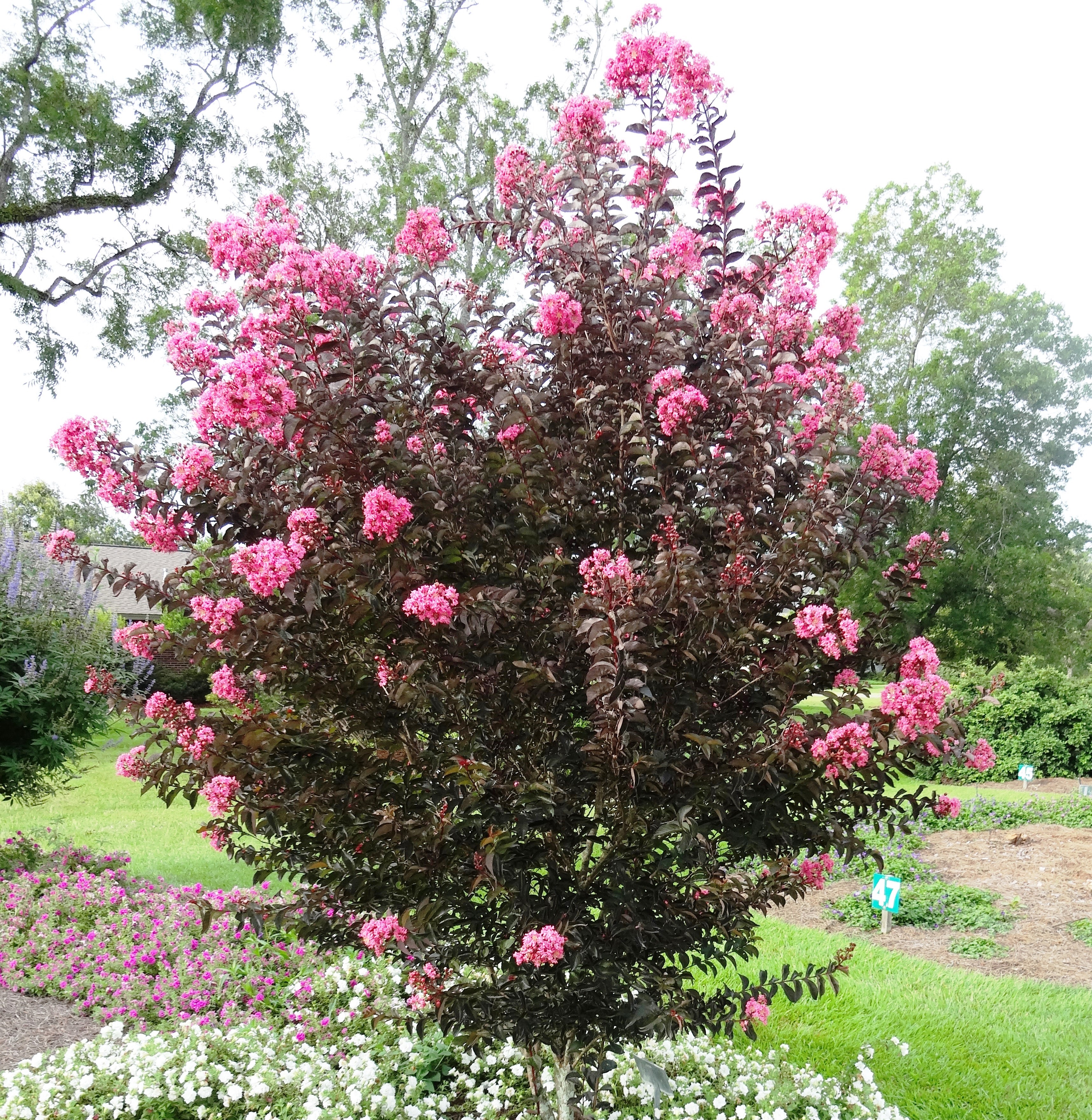 Delta Jazz crape myrtle – Ornamental Plant of the Week for August 4, 2014