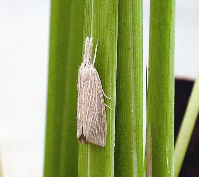 Female Borer