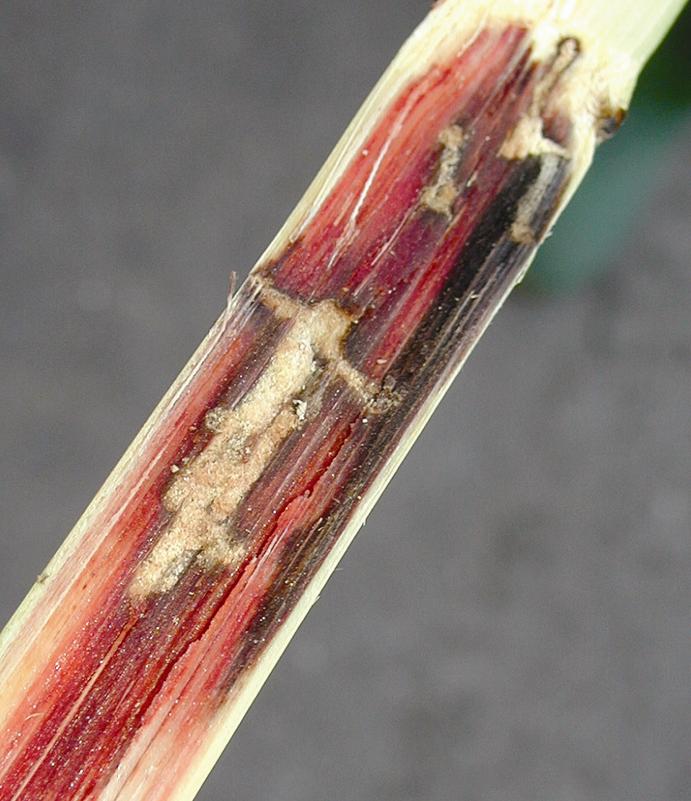 Split Sugarcane